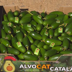 Alvocat baby o Còctel (+informació)