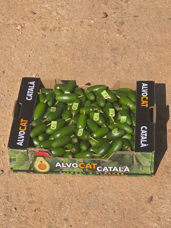 Alvocat baby o Còctel (+informació)